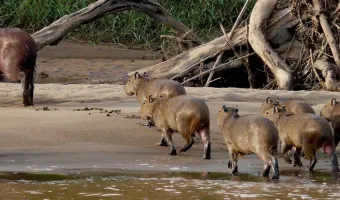 Spot Wild Capybaras in the Amazon.